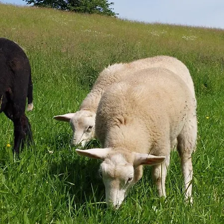 Na Samote, Sumava * Vrhavec