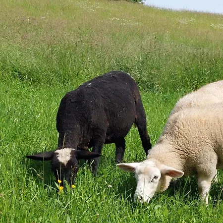 Horská chata Na Samote, Sumava