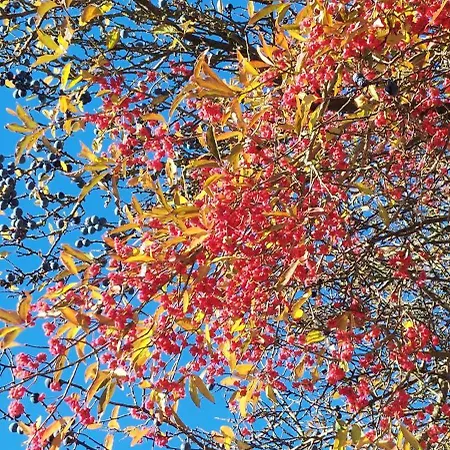 Chalet Na Samote, Sumava