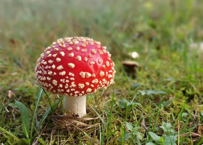 Na Samote, Sumava
