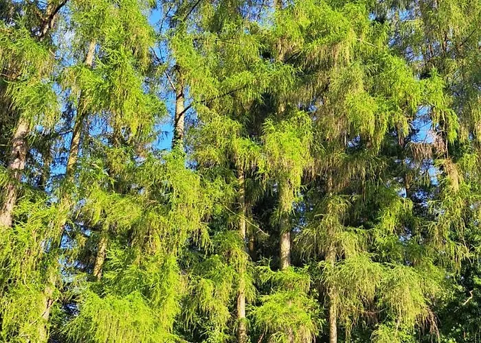 Na Samote, Sumava شاليه